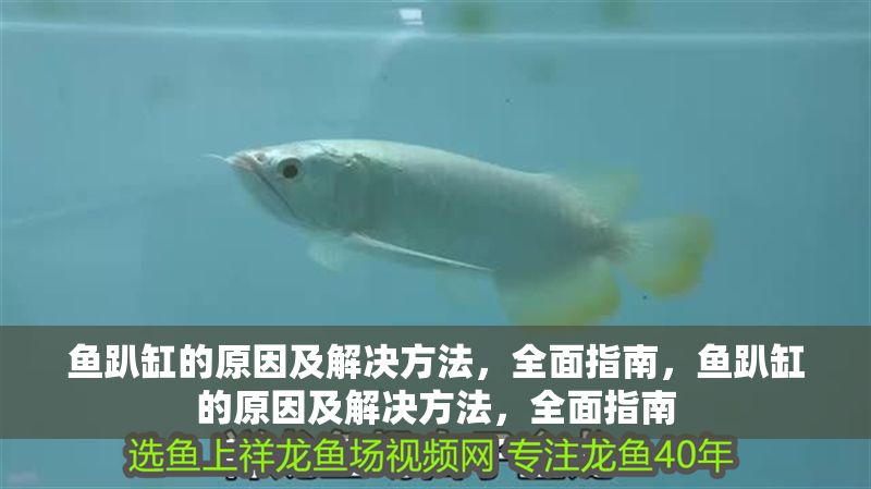 魚趴缸的原因及解決方法，全面指南，魚趴缸的原因及解決方法，全面指南