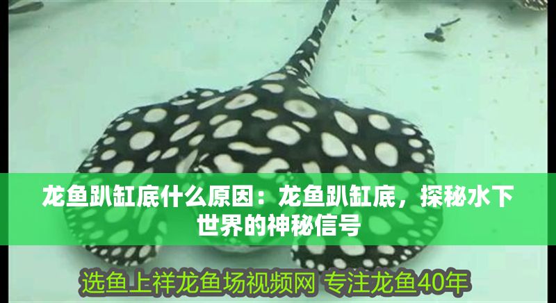 龍魚趴缸底什么原因：龍魚趴缸底，探秘水下世界的神秘信號