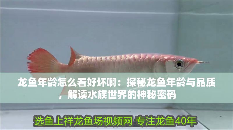龍魚年齡怎么看好壞啊：探秘龍魚年齡與品質(zhì)，解讀水族世界的神秘密碼