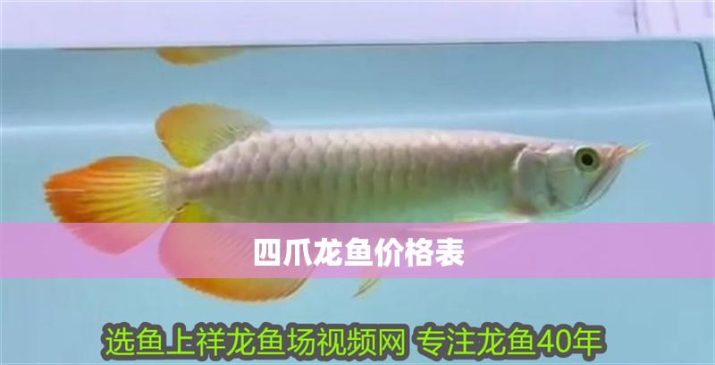 四爪龍魚價格表