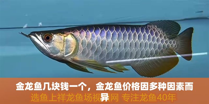 金龍魚幾塊錢一個，金龍魚價格因多種因素而異 金龍魚幾塊錢一個，金龍魚價格因多種因素而異 龍魚百科 第2張