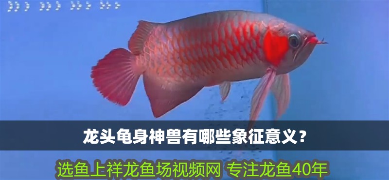 龍魚怕什么 龍頭龜身神獸有哪些象征意義? 龍魚百科 龍頭龜身神獸有哪些象征意義? 龍頭龜身神獸有哪些象征意義? 龍魚百科