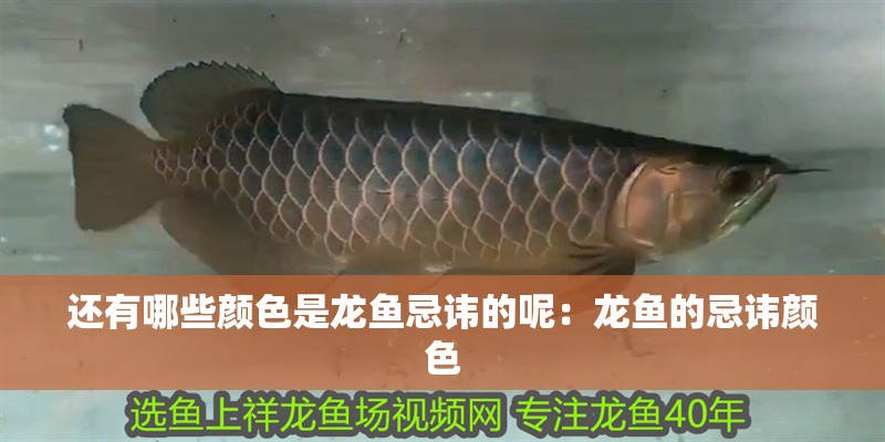 還有哪些顏色是龍魚忌諱的呢：龍魚的忌諱顏色