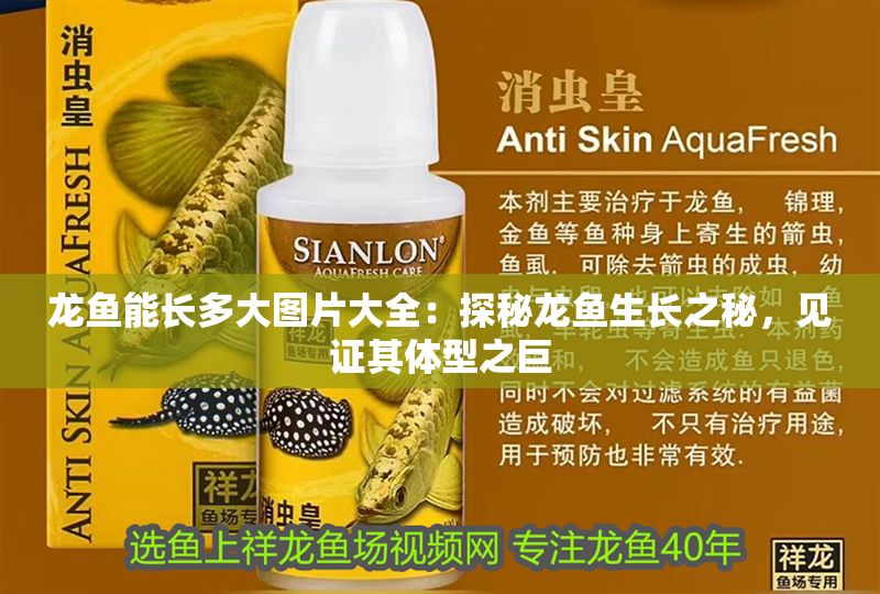 龍魚能長多大圖片大全：探秘龍魚生長之秘，見證其體型之巨