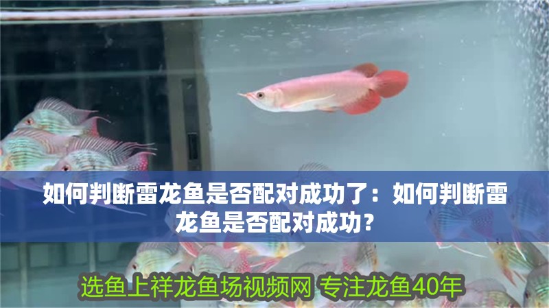如何判斷雷龍魚是否配對成功了：如何判斷雷龍魚是否配對成功？