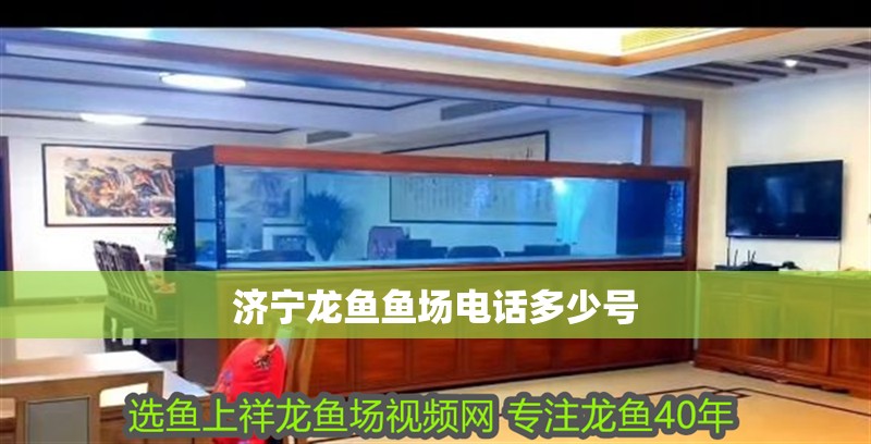 紅龍魚用黑色背景還是白色背景好看呢（紅龍魚用黑色背景還是白色背景好看呢圖片）