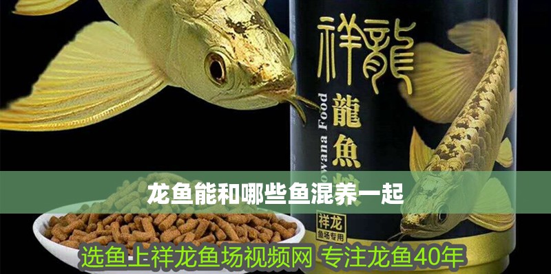 龍魚能和哪些魚混養一起 龍魚能和哪些魚混養一起 龍魚百科