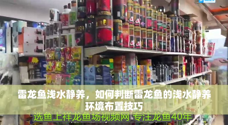 雷龍魚淺水靜養，如何判斷雷龍魚的淺水靜養環境布置技巧