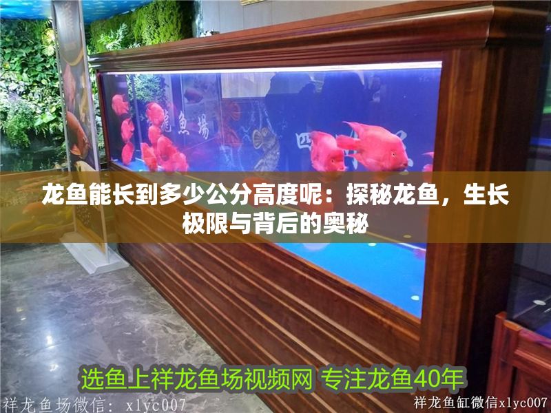 龍魚能長到多少公分高度呢：探秘龍魚，生長極限與背后的奧秘