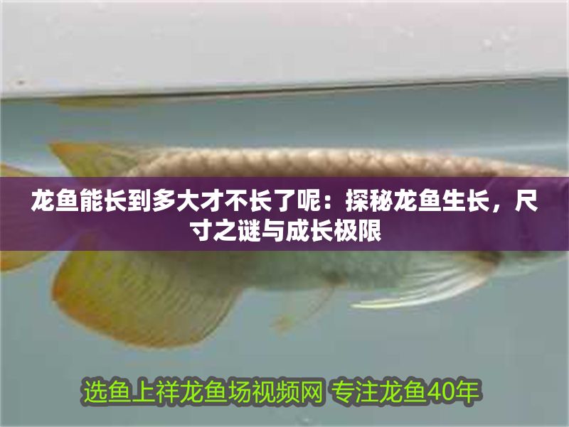龍魚能長到多大才不長了呢：探秘龍魚生長，尺寸之謎與成長極限