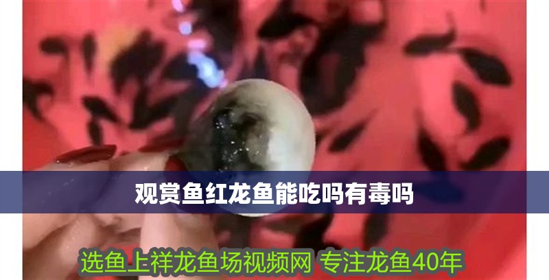 觀賞魚紅龍魚能吃嗎有毒嗎