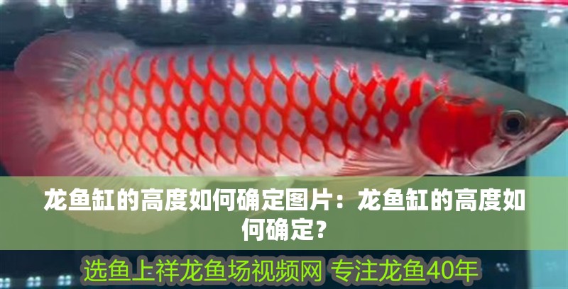 龍魚缸的高度如何確定圖片：龍魚缸的高度如何確定？
