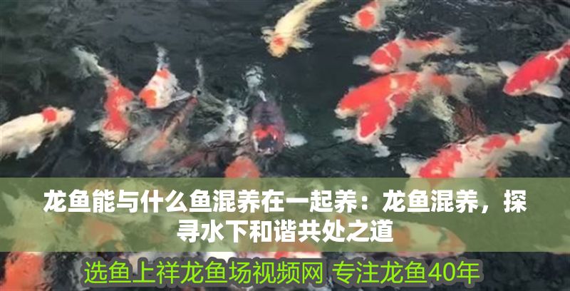 龍魚能與什么魚混養在一起養：龍魚混養，探尋水下和諧共處之道