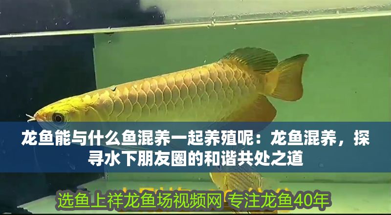 龍魚能與什么魚混養一起養殖呢：龍魚混養，探尋水下朋友圈的和諧共處之道