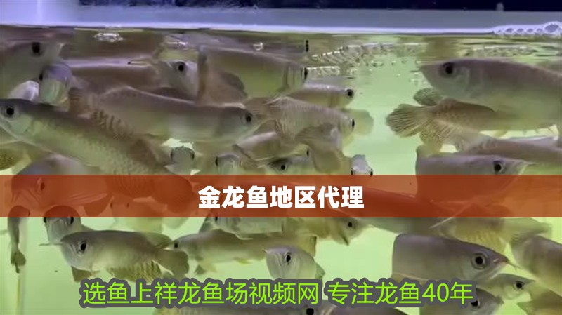 金龍魚地區(qū)代理
