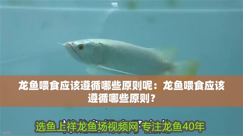 龍魚(yú)喂食應(yīng)該遵循哪些原則呢：龍魚(yú)喂食應(yīng)該遵循哪些原則？