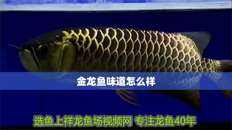 金龍魚味道怎么樣 金龍魚味道怎么樣 龍魚百科