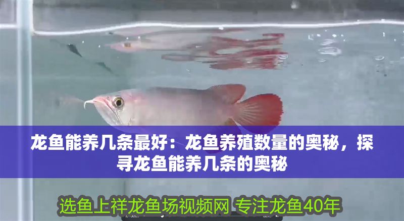 龍魚能養幾條最好：龍魚養殖數量的奧秘，探尋龍魚能養幾條的奧秘