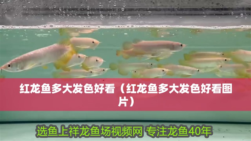紅龍魚多大發色好看（紅龍魚多大發色好看圖片）