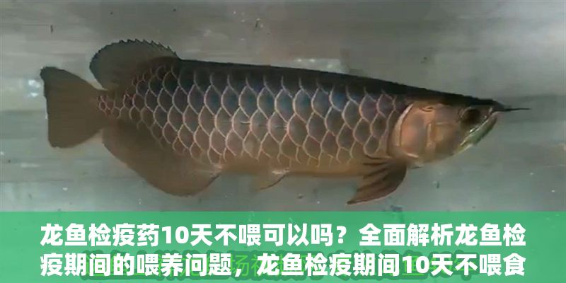 龍魚檢疫藥10天不喂可以嗎？全面解析龍魚檢疫期間的喂養問題，龍魚檢疫期間10天不喂食可行嗎？全面解析喂養注意事項
