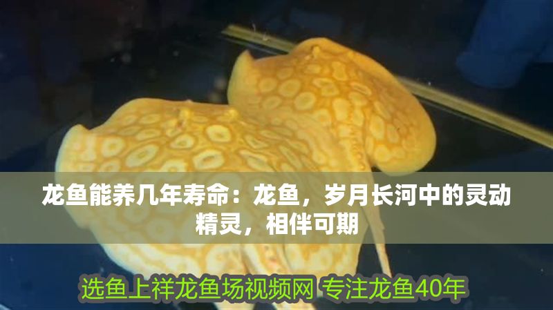 龍魚能養幾年壽命：龍魚，歲月長河中的靈動精靈，相伴可期