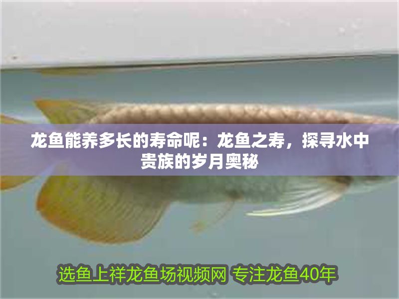 龍魚能養多長的壽命呢：龍魚之壽，探尋水中貴族的歲月奧秘