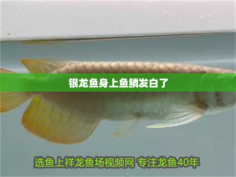 銀龍魚身上魚鱗發白了 銀龍魚身上魚鱗發白了 龍魚百科