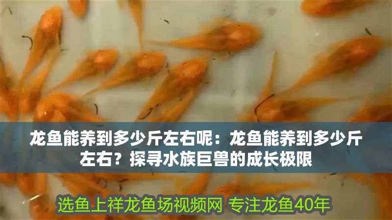 龍魚能養到多少斤左右呢：龍魚能養到多少斤左右？探尋水族巨獸的成長極限