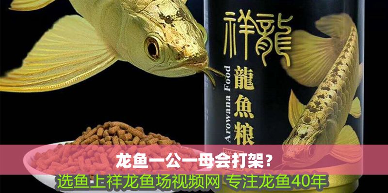 龍魚一公一母會(huì)打架？
