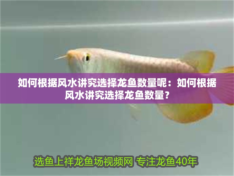 如何根據風水講究選擇龍魚數量呢：如何根據風水講究選擇龍魚數量？ 如何根據風水講究選擇龍魚數量呢：如何根據風水講究選擇龍魚數量？ 水族問答