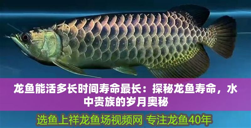 龍魚能活多長時間壽命最長：探秘龍魚壽命，水中貴族的歲月奧秘