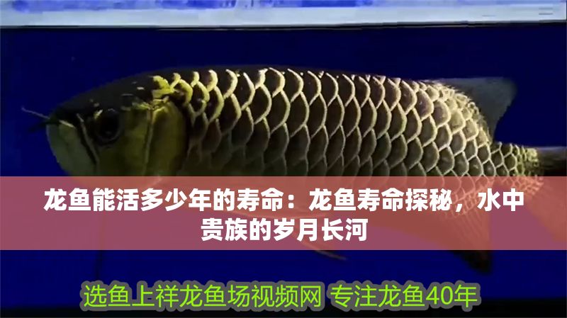 龍魚能活多少年的壽命：龍魚壽命探秘，水中貴族的歲月長河