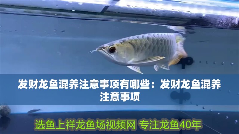 發(fā)財龍魚混養(yǎng)注意事項有哪些：發(fā)財龍魚混養(yǎng)注意事項