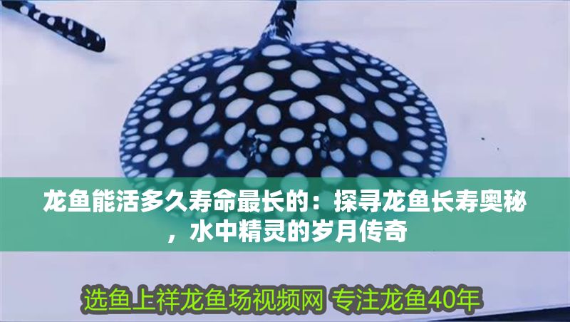 龍魚能活多久壽命最長的：探尋龍魚長壽奧秘，水中精靈的歲月傳奇