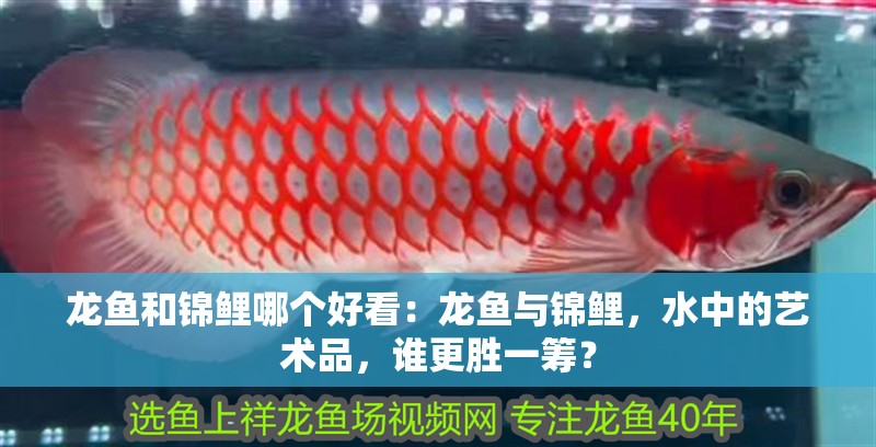 龍魚和錦鯉哪個好看：龍魚與錦鯉，水中的藝術品，誰更勝一籌？