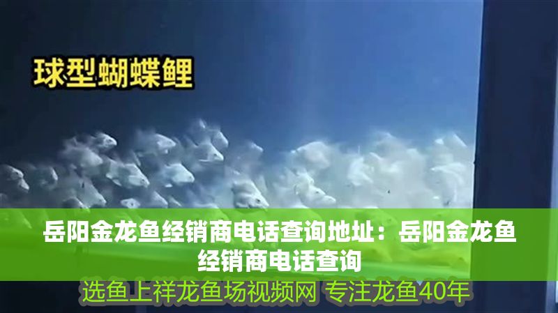 岳陽金龍魚經銷商電話查詢地址：岳陽金龍魚經銷商電話查詢