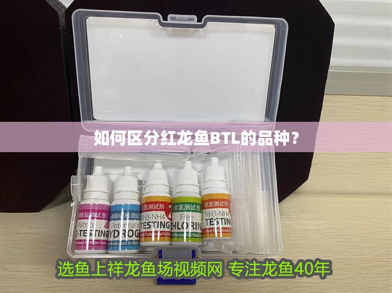 如何區(qū)分紅龍魚BTL的品種？