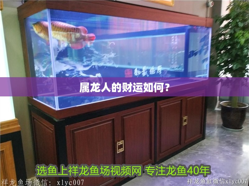 屬龍人的財運如何？ 屬龍人的財運如何？ 龍魚百科