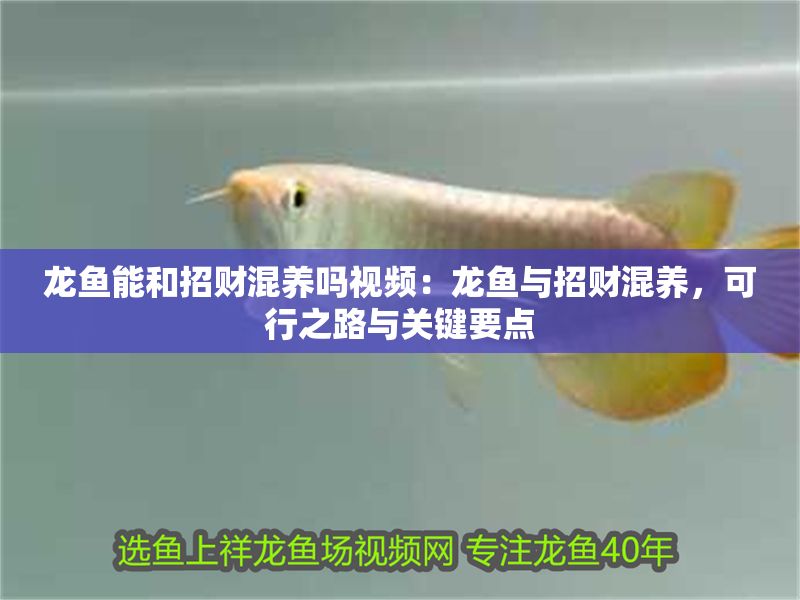 龍魚能和招財混養嗎視頻：龍魚與招財混養，可行之路與關鍵要點