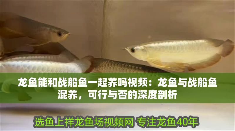 龍魚(yú)能和戰(zhàn)船魚(yú)一起養(yǎng)嗎視頻：龍魚(yú)與戰(zhàn)船魚(yú)混養(yǎng)，可行與否的深度剖析