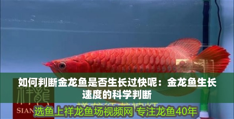 如何判斷金龍魚是否生長過快呢：金龍魚生長速度的科學判斷