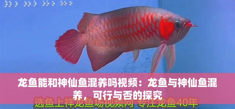 龍魚能和神仙魚混養嗎視頻：龍魚與神仙魚混養，可行與否的探究