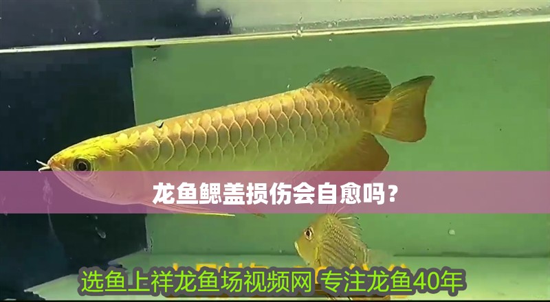 龍魚鰓蓋損傷會自愈嗎？ 龍魚鰓蓋損傷會自愈嗎？ 龍魚百科