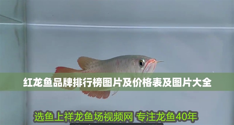 紅龍魚品牌排行榜圖片及價格表及圖片大全