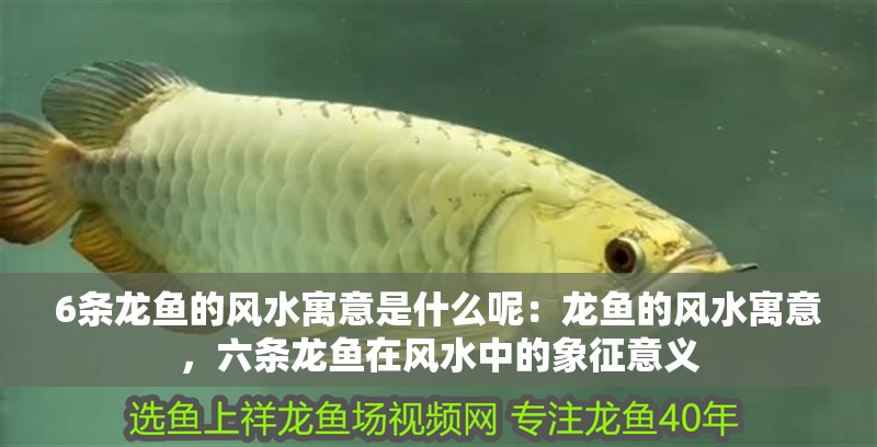6條龍魚的風(fēng)水寓意是什么呢：龍魚的風(fēng)水寓意，六條龍魚在風(fēng)水中的象征意義