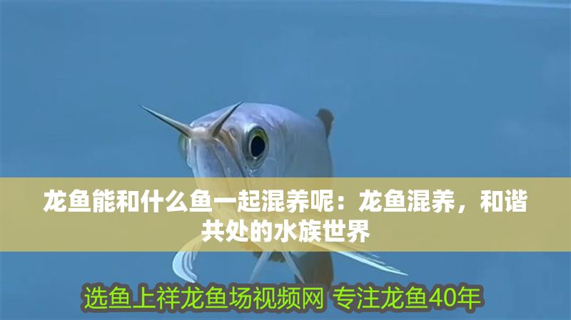 龍魚能和什么魚一起混養呢：龍魚混養，和諧共處的水族世界