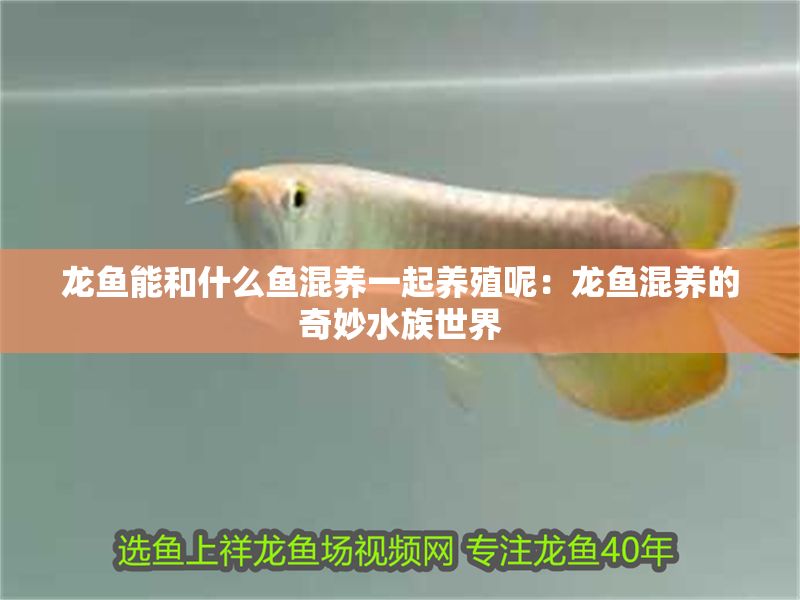 龍魚能和什么魚混養一起養殖呢：龍魚混養的奇妙水族世界