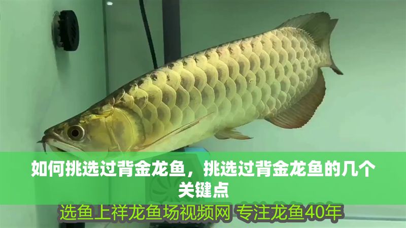 如何挑選過背金龍魚，挑選過背金龍魚的幾個關鍵點