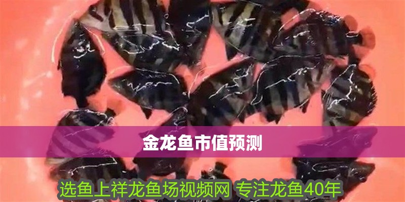 金龍魚市值預測
