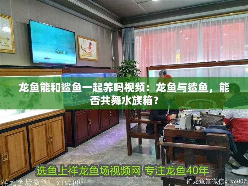 龍魚能和鯊魚一起養嗎視頻：龍魚與鯊魚，能否共舞水族箱？